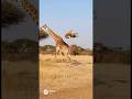 Why Is This Hyena in the Air? 😂 | なんでハイエナが空中に浮いてるの…?🦴