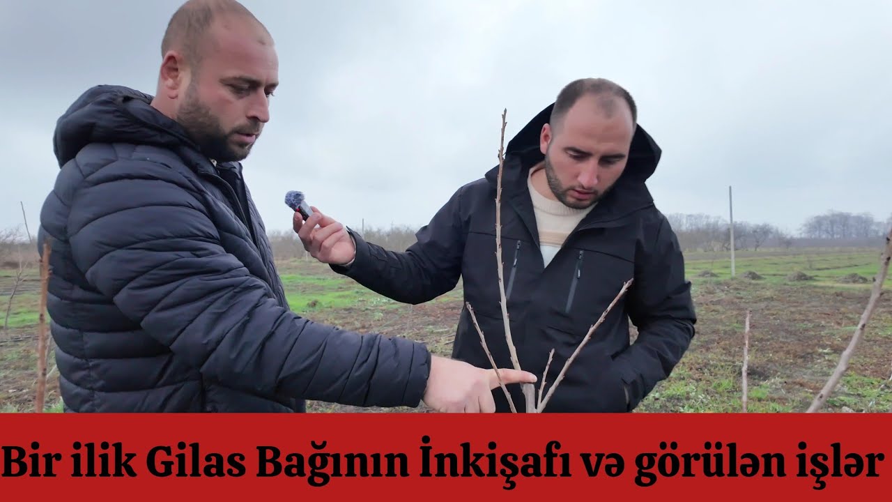 Bir İlik Gilas Bağının İnkişafı və görülən işlər barədə məlumat
