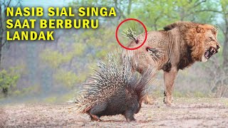 Nasib Sial Singa Saat Berburu Landak - Pertarungan Brut4l Landak Vs Singa yang Harus Kalian Tonton