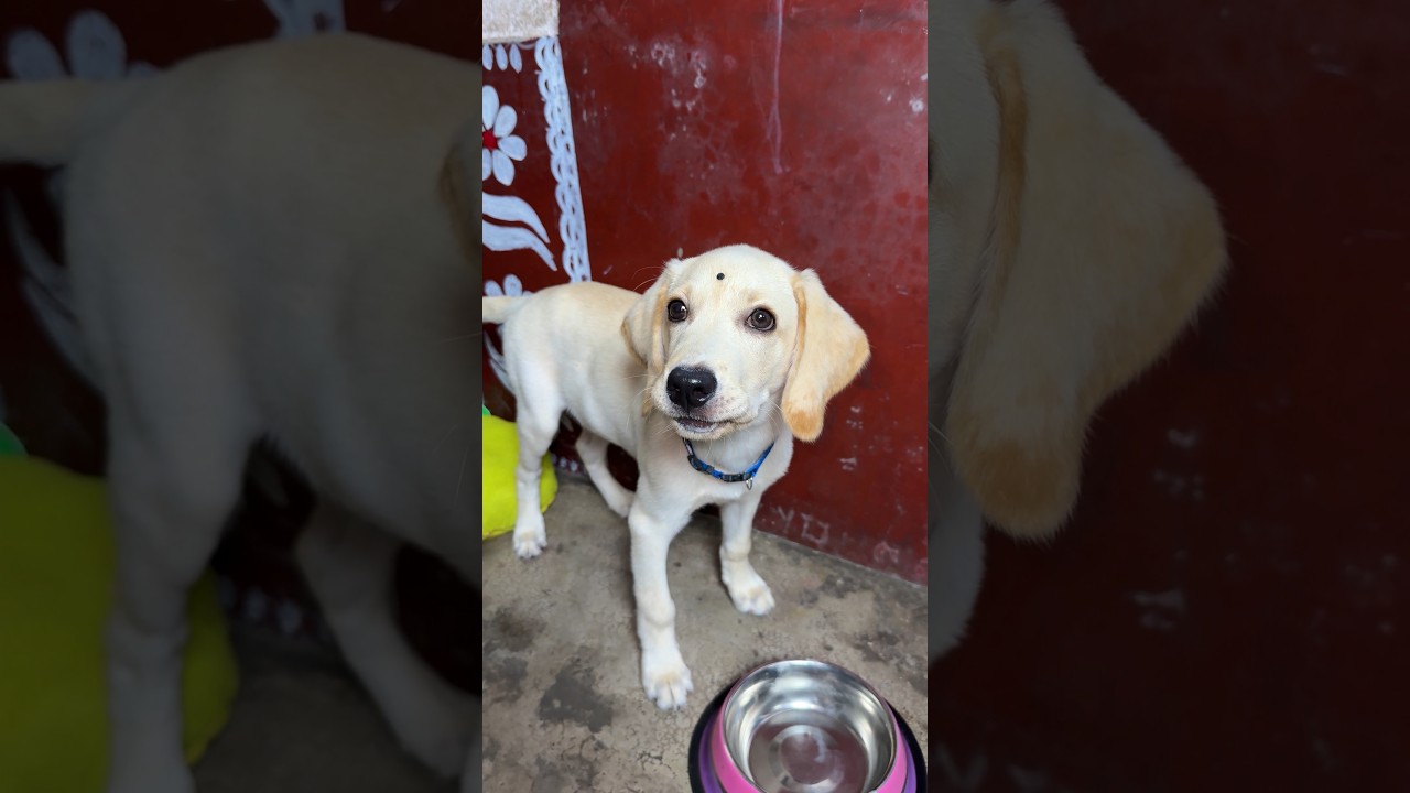 MICO কে ফ্রিজ ছাড়াই আইসক্রিম বানিয়ে খাওয়ালাম 😍 #funny #dog