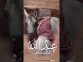 شيلة باسم عبدالله جديد شيلة مدح بأسم عبدالله حماسيه طرب افخم شيلة مدح بأسم عبدالله