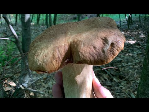 Vídeo: Com Fer Boletes Amb Farina De Gra Sencer I Prunes