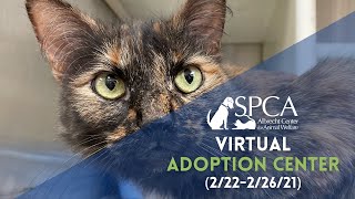 Virtual Cat & Dog Adoption 2/22/21 - 2/26/21