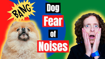Fear of Noises in Dogs | Veterinarian explains how to treat