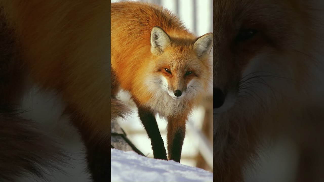 Red Fox, an adorable animal like a Cat