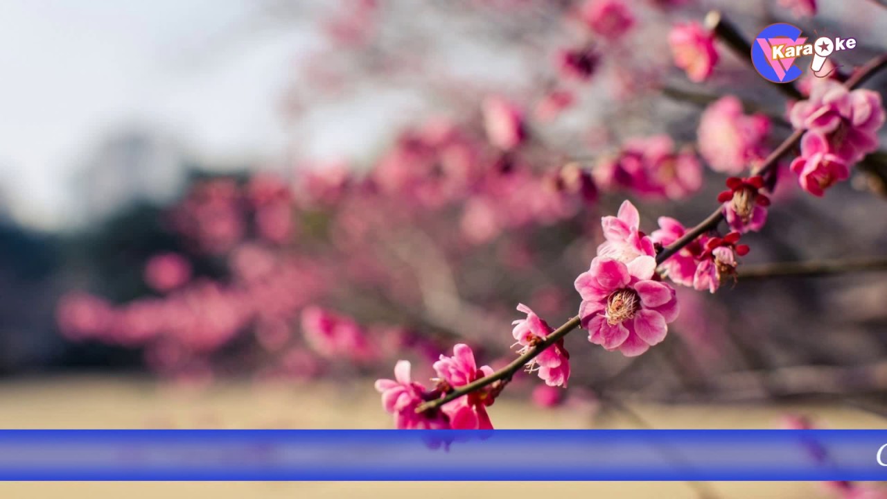 TIEN BIET karaoke HD