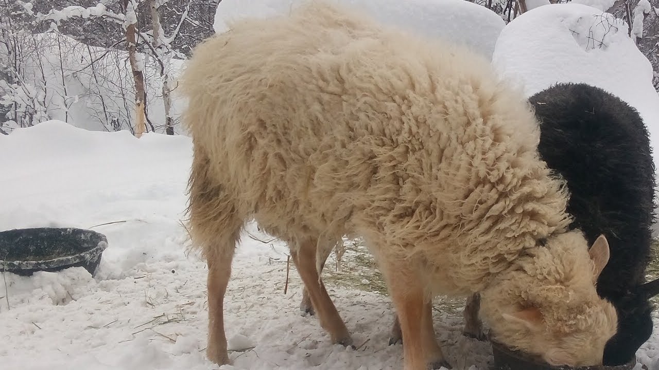 How to Wash Icelandic Sheep Wool for Roving and later Spinning into