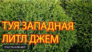 Туя западная Литл Джем / Туя посадка и уход