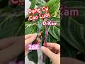 Dụng Cụ Cạo Lưỡi Chuyên Dụng của DrKam chỉ 26K 1 đôi #thutiensinh #caoluoi #drkam