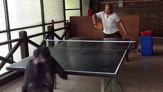 Monkey Playing Table Tennis, Cats Ringing Bells & More