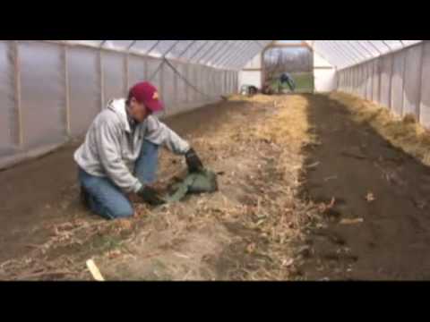 Wool Mulch and High Tunnel Raspberries