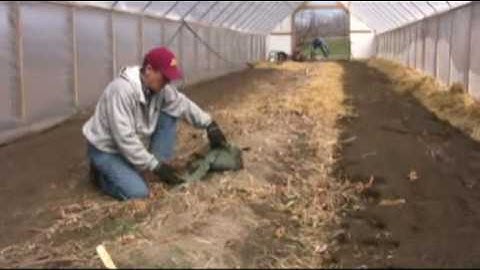 Wool Mulch and High Tunnel Raspberries