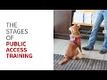 The stages of public access training and how to know when your SDiT is ready.