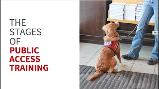 The stages of public access training and how to know when your SDiT is ready.