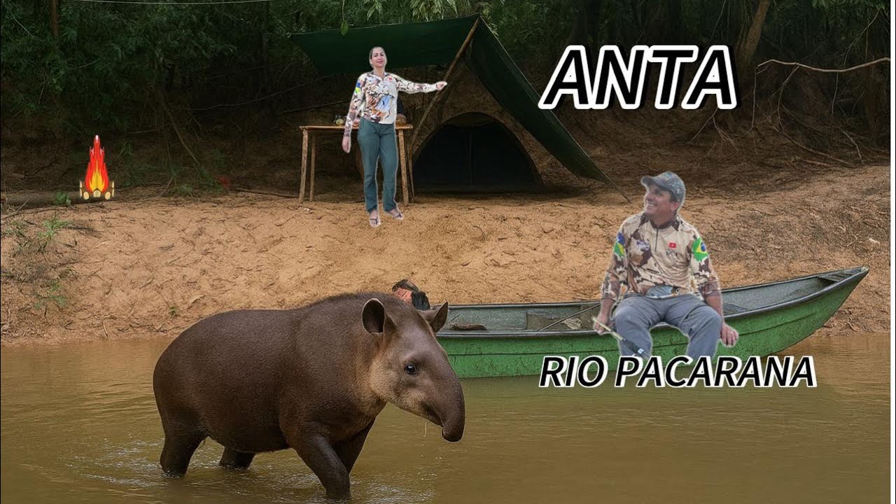 A ANTA saiu do meio do RIO perto do  barquinho ￼ da DONA JHU￼ Foi muito LINDO  desse ver 