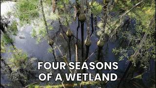 Coastal Kingdom | Season 6, Episode 1 – ‘Four Seasons of a Wetland' | Full Episode