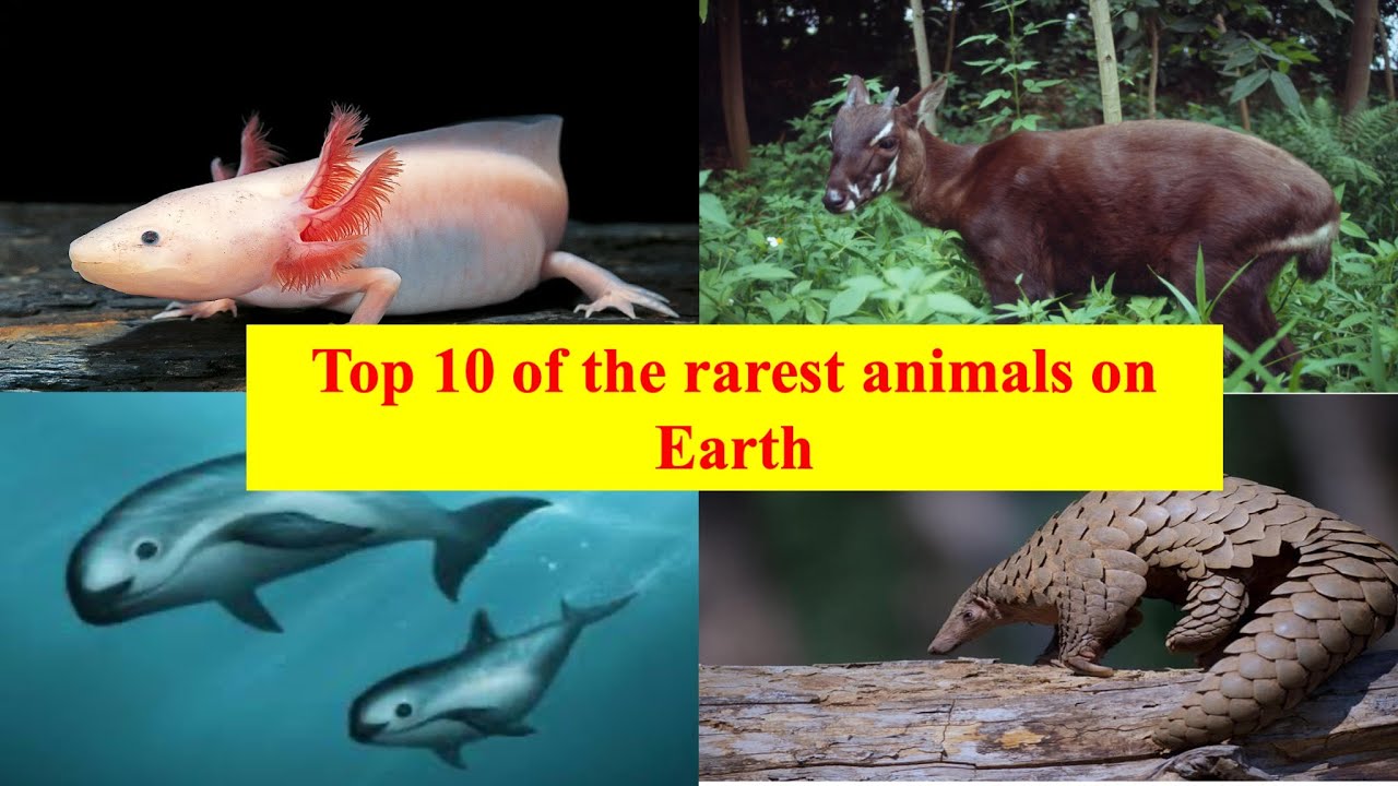 Top 10 Rarest Top 10 Rarest Animals on Earth You Need to Know About | Most ...