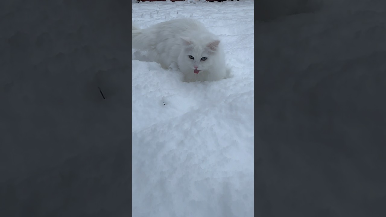 Cat snowday ❄️ Donut is a bit more enthusiastic than Pancake 🤣  