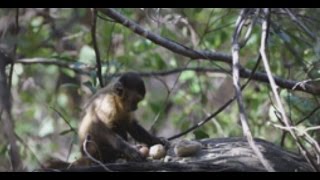 Monkeys have used stone tools for hundreds of years ago