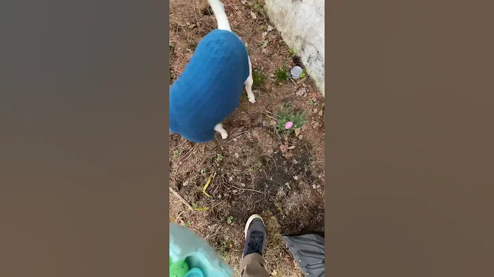 Pookie can’t see the colors I forgot #dogs #happy #easter #meme #funny #shorts