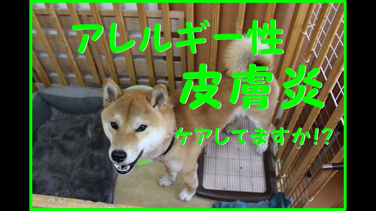 アレルギー性皮膚炎！ペットのケアをしてますか？ペットに合ったケアをしてあげて。