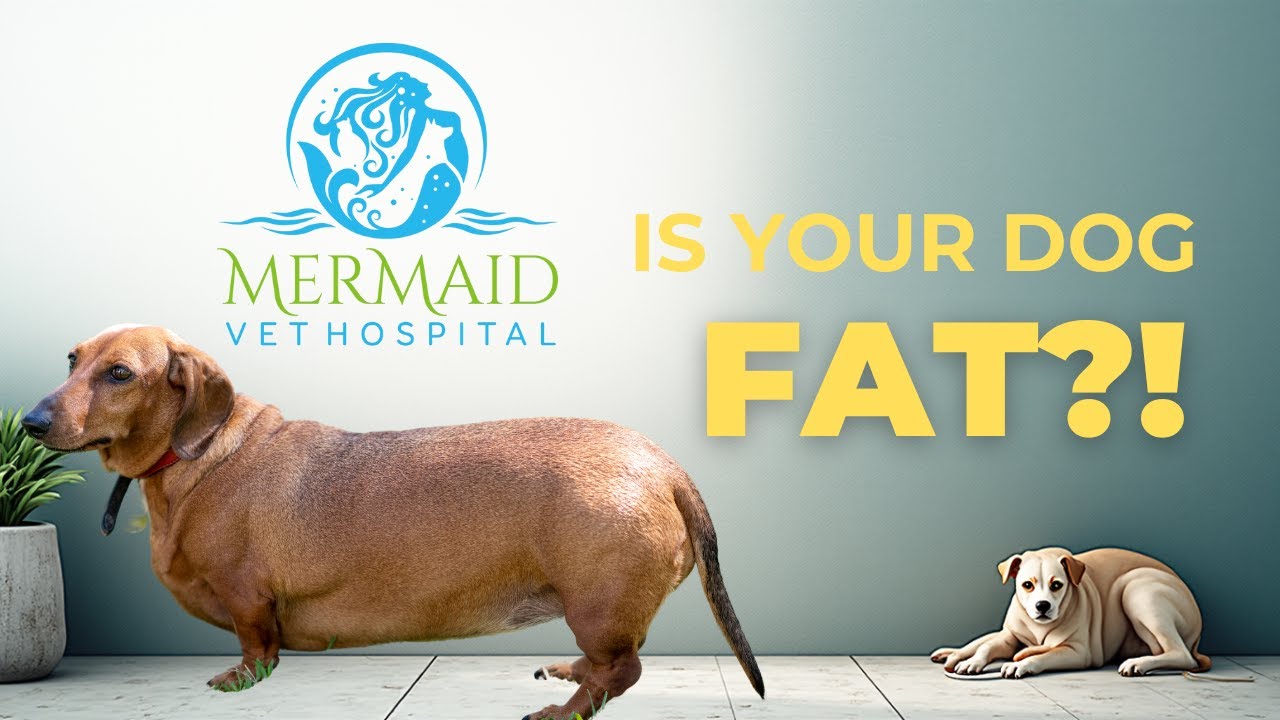 Is Your Dog Fat? The Simple At-Home Test Every Pet Parent Should Know