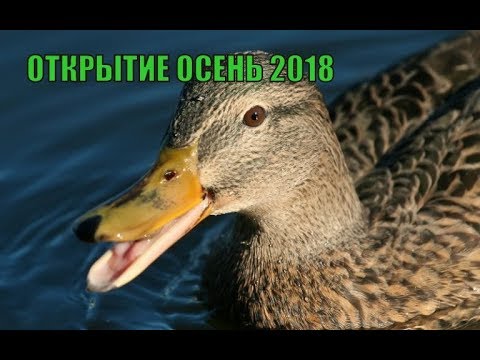 открытие осень 2018; растреляли чучел; побили бакланов; добыли уточку))