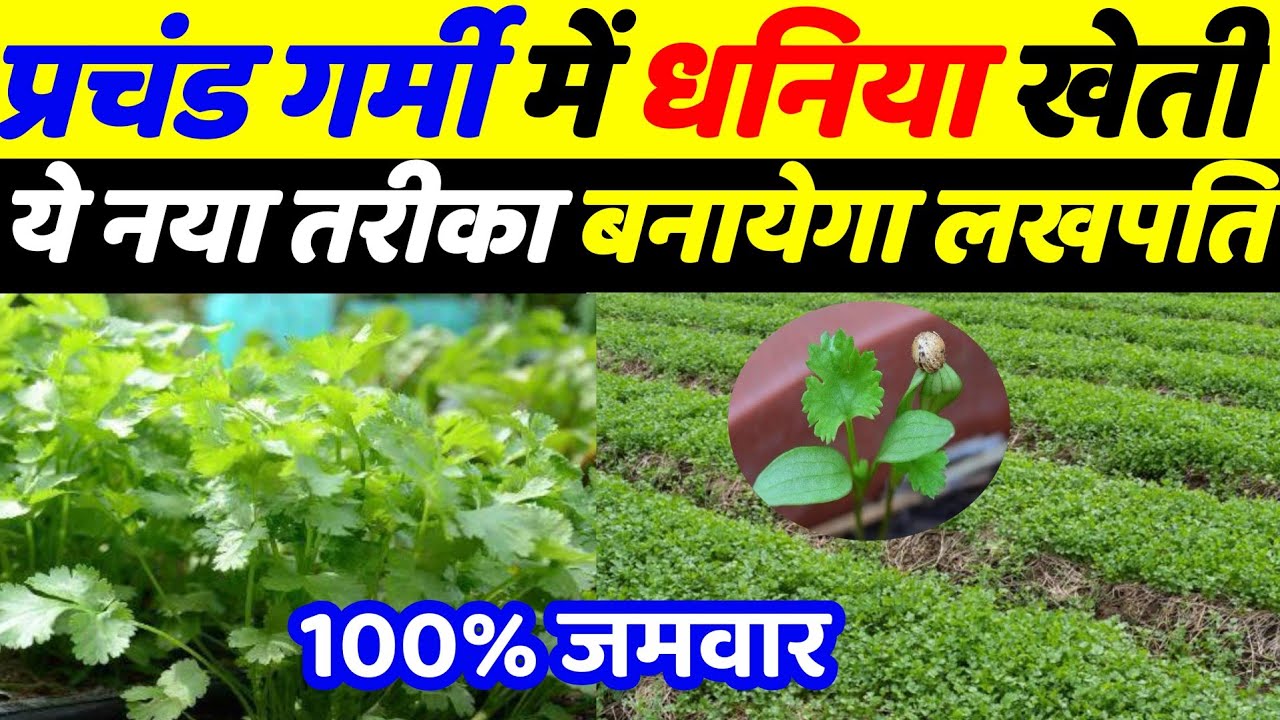 Garmi me dhaniya ki kheti | April may me dhaniya ki kheti | dhaniya ki kheti kaise kare | Kheti