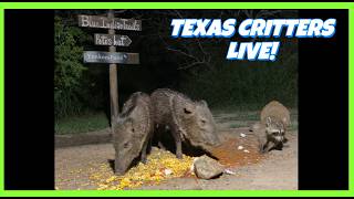 BlueIndigoTrails TEXAS NIGHT CRITTER CRUNCH LIVE 87F - BOBCAT Blueindigotrails Texas Night Critters Live 85f