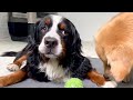 老犬バーニーズが家でくつろげるようになりました