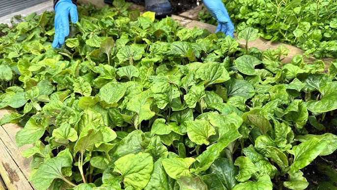 5. Cây sậy - Đặc điểm và ứng dụng