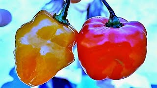 Orange Habanero Vs Red Habanero Which Is Hotter?