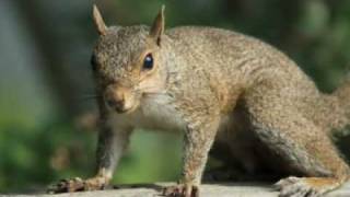 Classic Pest Control & Cleanup