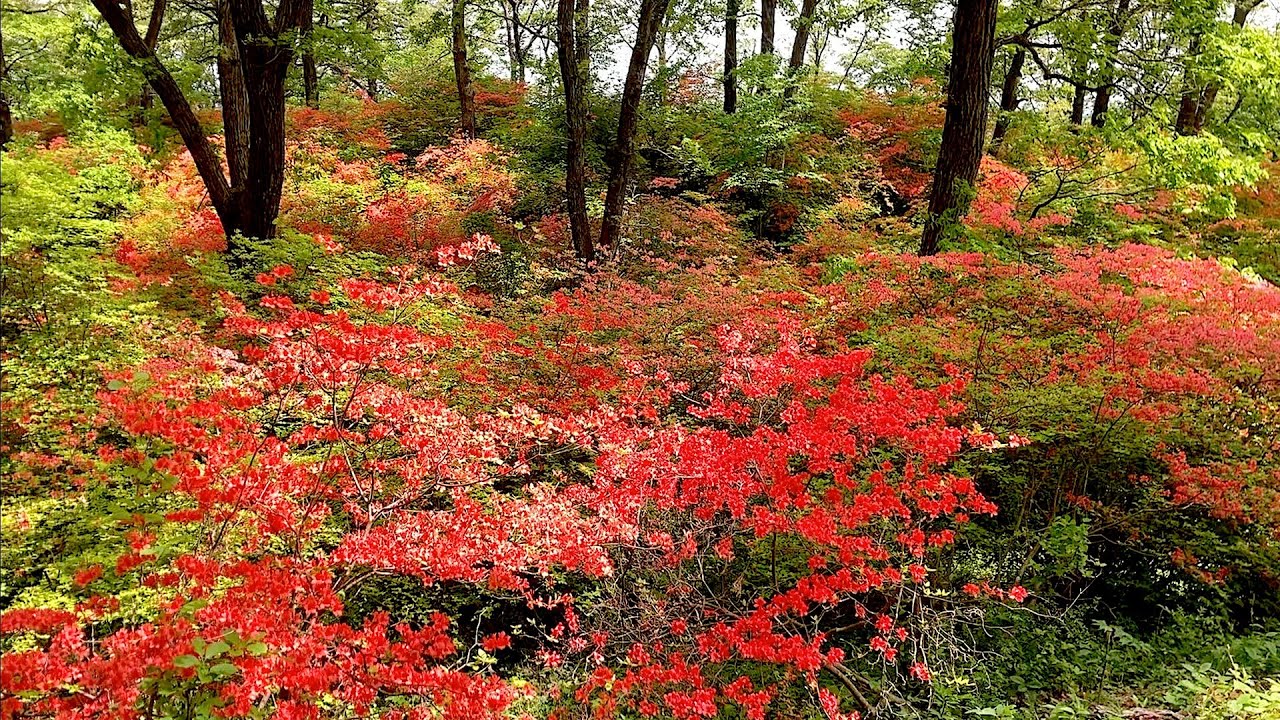 二本木峠の山つつじ 21年5月4日 Youtube 二本木峠の山つつじ 21年5月4日 Youtube