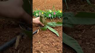 Satisfying farming tools#farmingtips #farming101 #smartfarming #farminggadgets#rogater#fyp