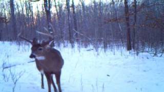 3 MN 10 Point Bucks that Survived the 2010 Hunting Season