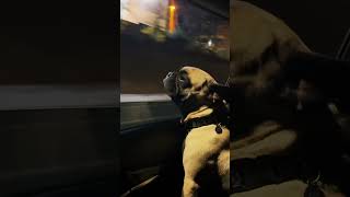 Famous Just a pug in his Kanye era. Wealth