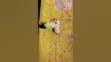 Ve Sầu lột xác như thế nào. #Cicadas