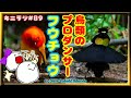 【極楽鳥】人間顔負けの情熱的ダンスでメスを魅了するフウチョウの生態【キニラジ♯89】