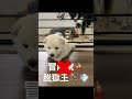 【生後26日目】もしも愛犬がプリズンブレイクの主人公だったら #Shorts