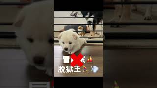 【生後26日目】もしも愛犬がプリズンブレイクの主人公だったら #Shorts