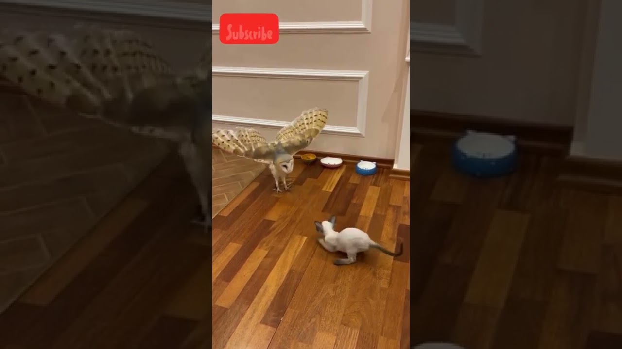 Barn owl vs Cat look at the reaction of owl