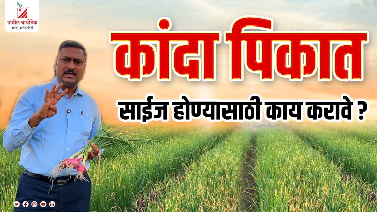कांदा पिकात साईज होण्यासाठी काय करावे ? kanda pikat size honyasathi kay karave ?
