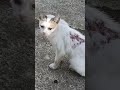 she's injured #fypシ゚viral #cat #adorable  I love you