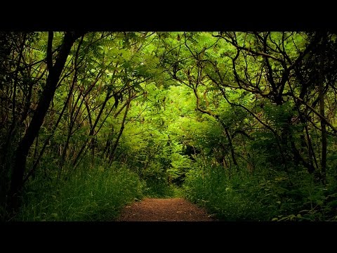 sri-lakshmi-nii-varuvai-(tamil-devotional-song)
