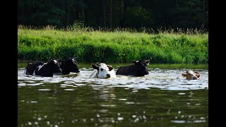 Pływające krowy pana Bolesława