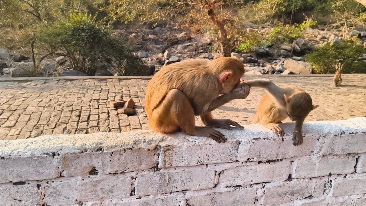 शहर की छत पर बंदरों को खिलाया ढेर सारा खाना | मजेदार और प्यारी हरकतें#monkey #feeding 