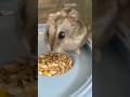 #hamster #aquaticpets #hamsterkombat #cute #pets #animals
