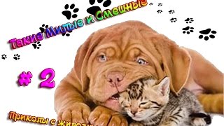 Прикольные животные. Такие милые и смешные # 2 Прикольные животные. Такие милые и смешные # 2