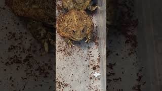 Pixie Frog Cant Catch Crickets